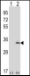IL33 Antibody (N-term)